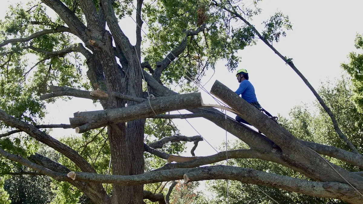 Professional Hazardous Tree Removal performed by certified arborists in Goddard