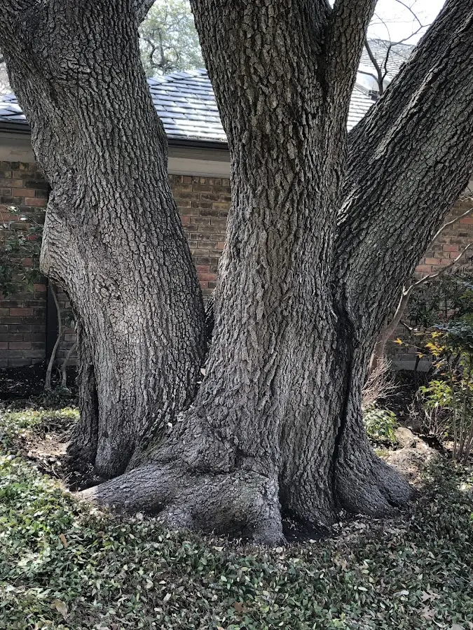 Mature heritage tree close to a Goddard property cared for by certified arborists